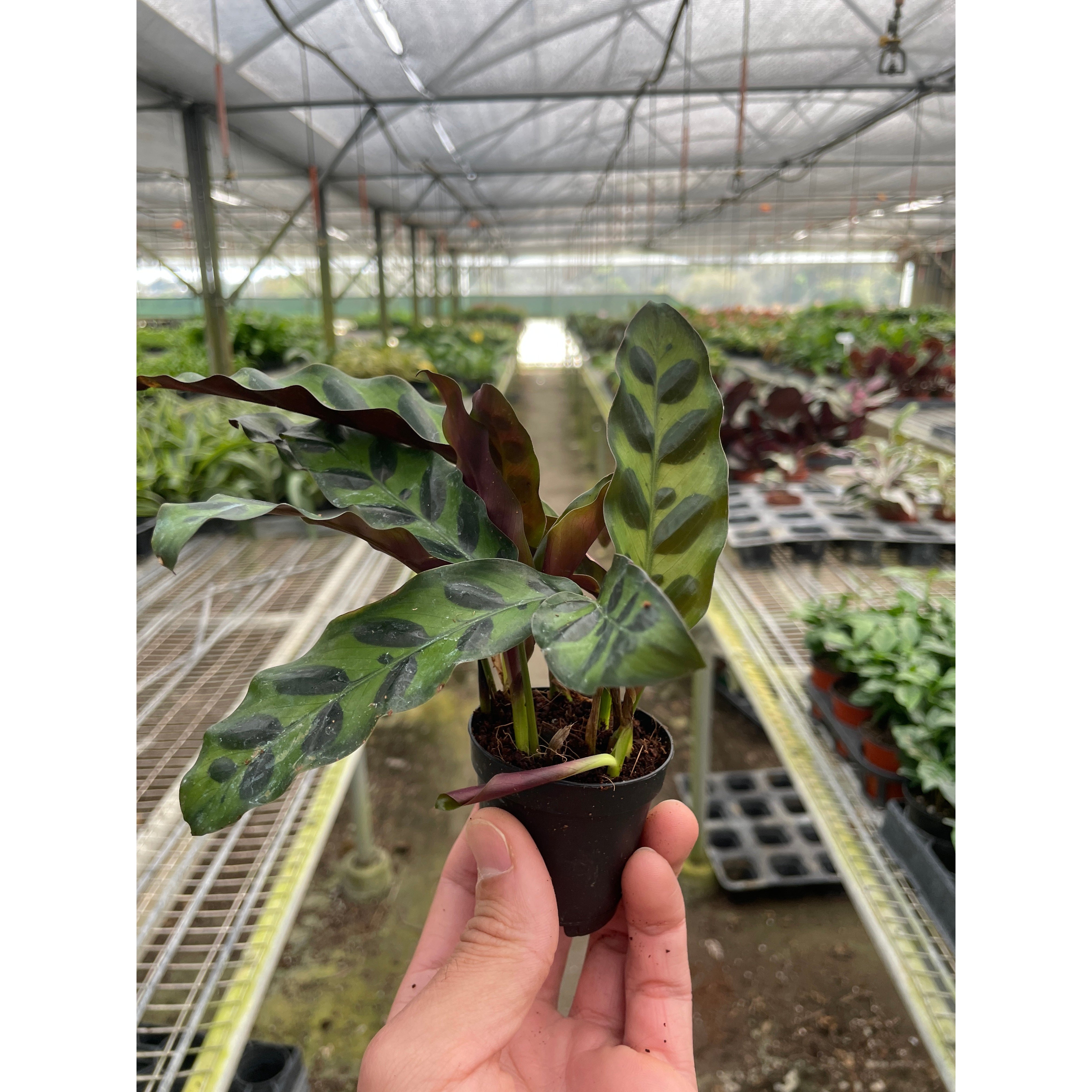 Calathea Lancifolia 'Rattlesnake' - photo 5