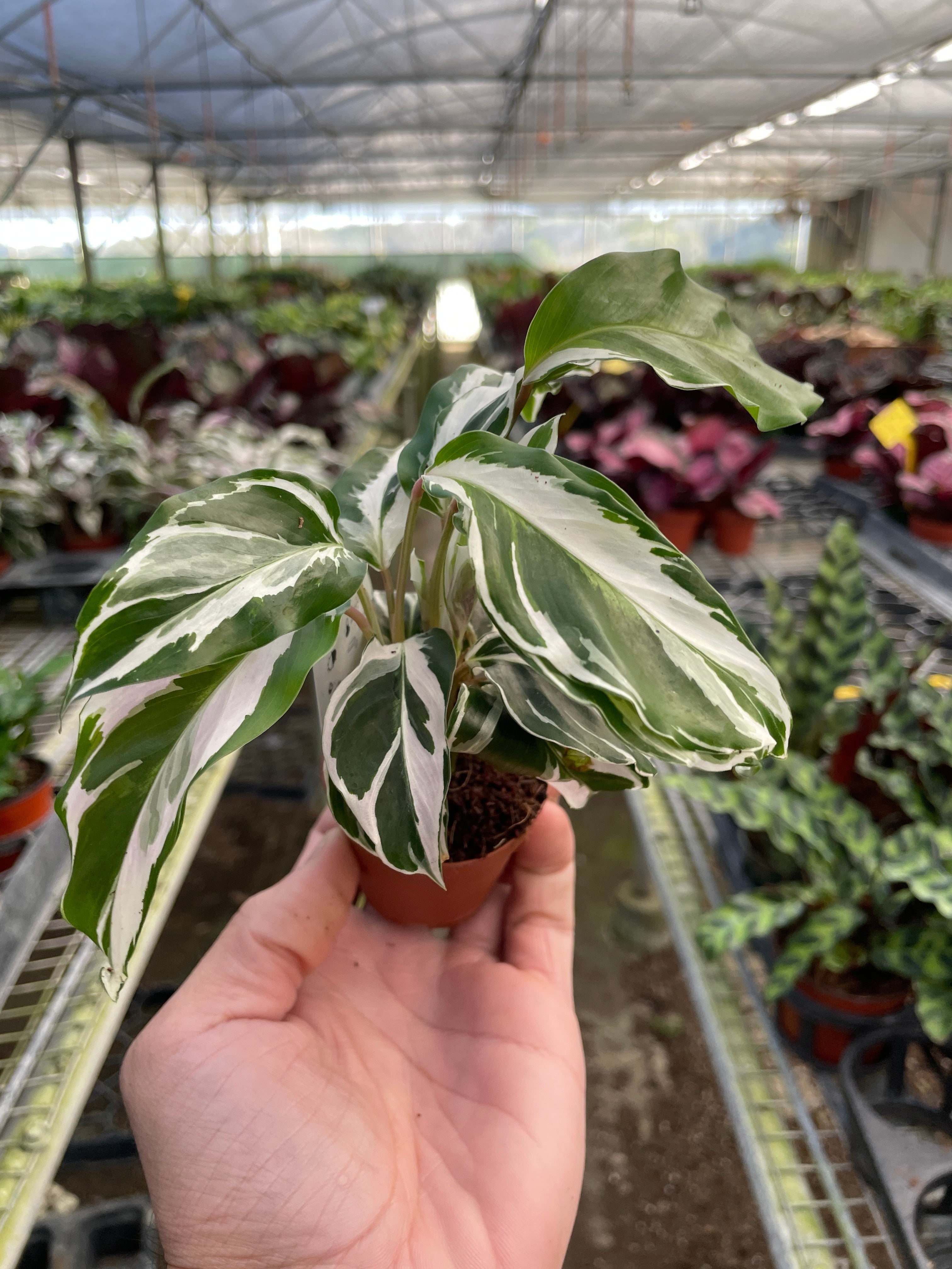 Calathea 'White Fusion' - photo 7