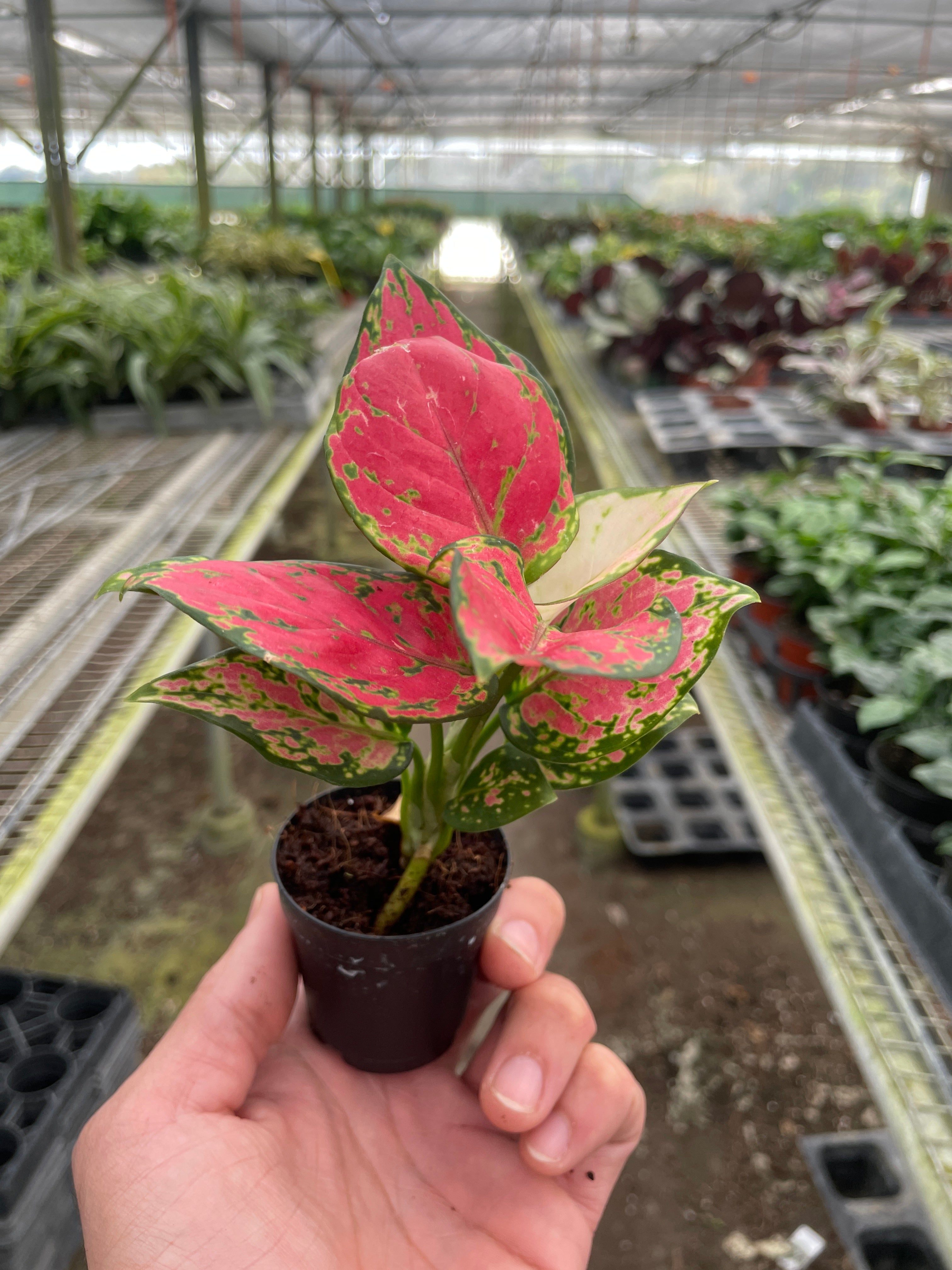 Chinese Evergreen 'Lady Valentine' - photo 6