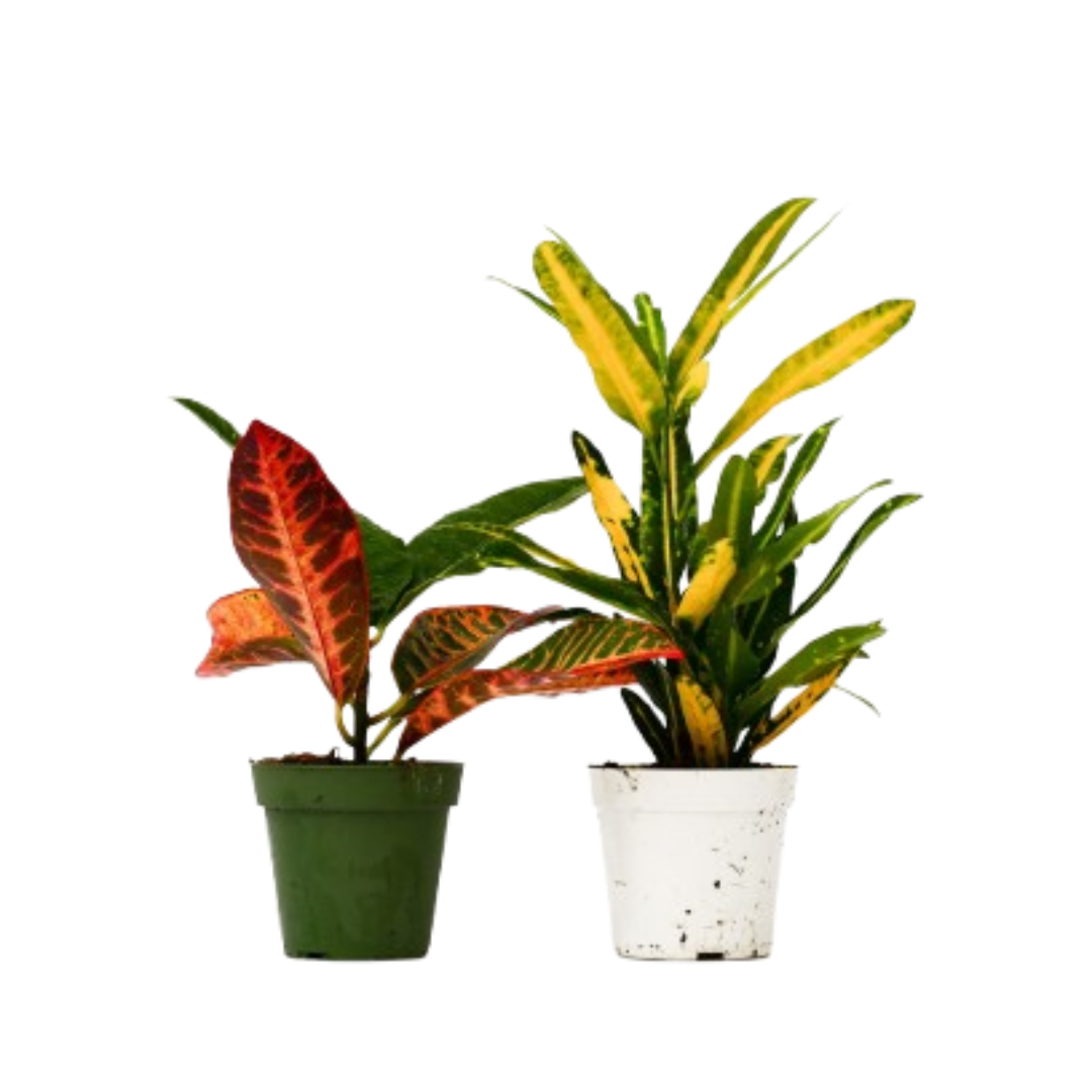 2 Croton Variety Pack live houseplant