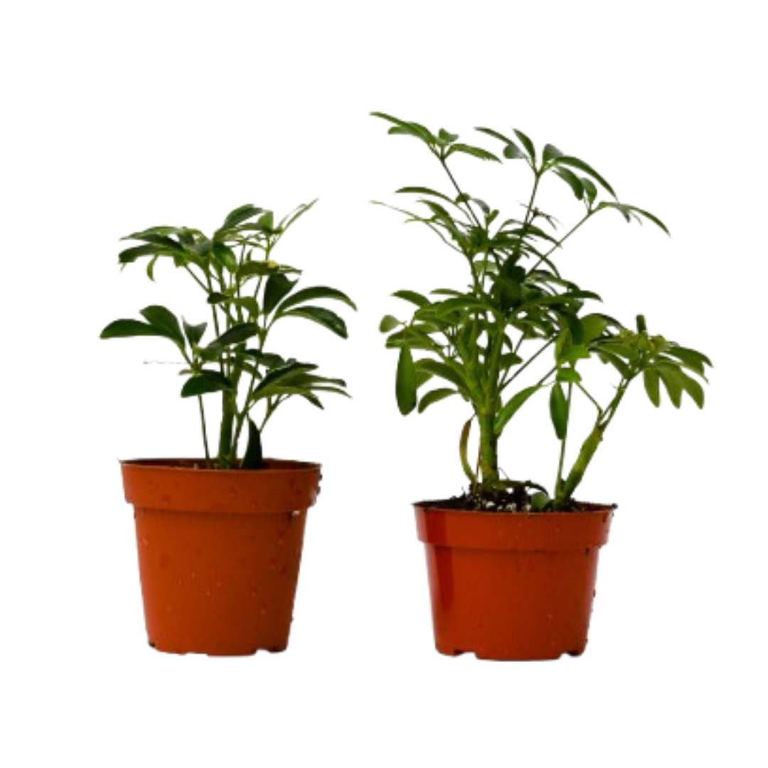 2 Different Schefflera Plants Variety Pack live houseplant