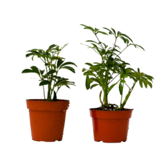 2 Different Schefflera Plants Variety Pack live houseplant