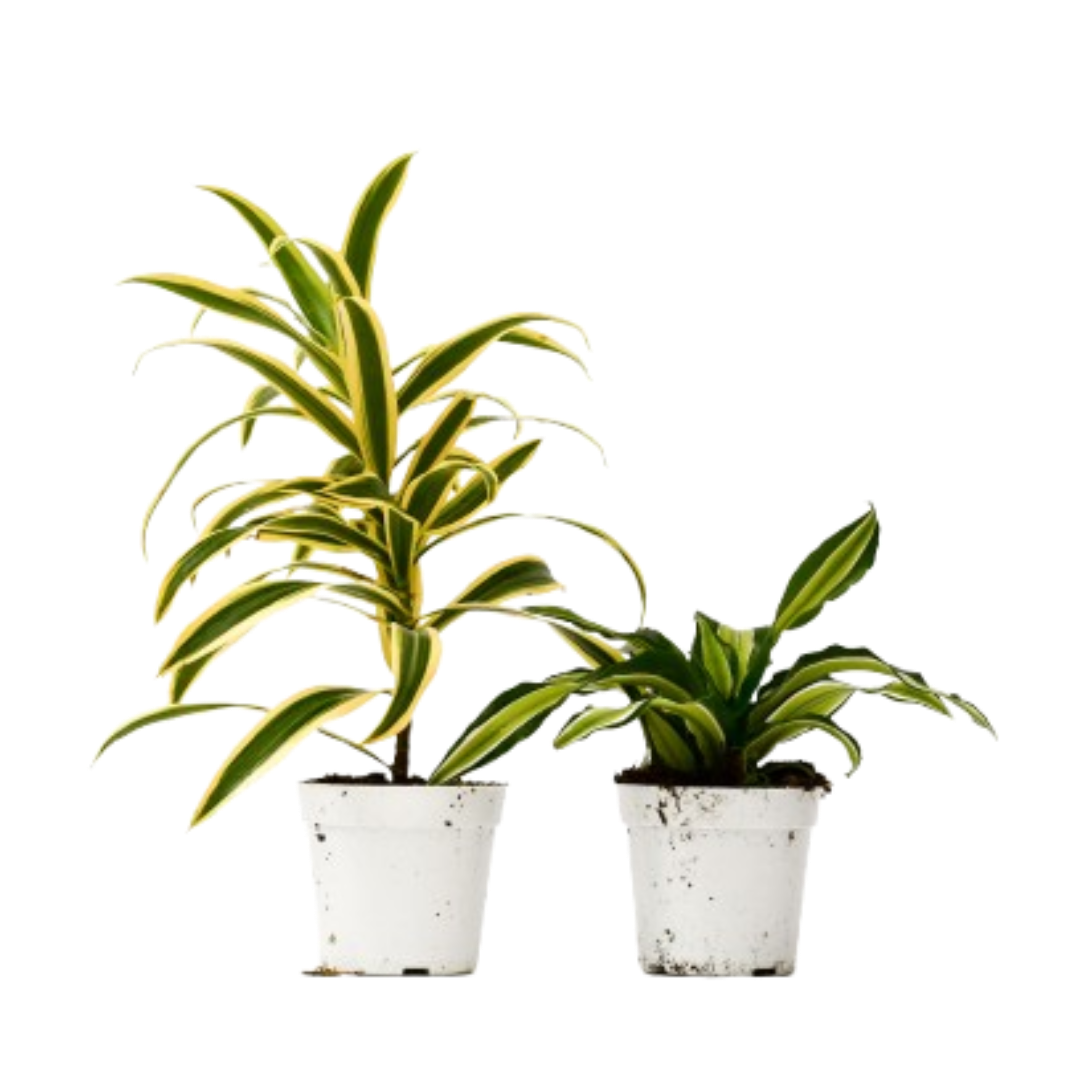 2 Dracaena Variety Pack live houseplant