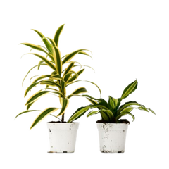2 Dracaena Variety Pack live houseplant