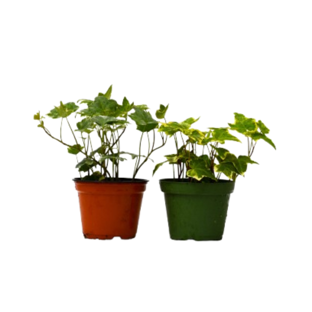 2 English Ivy Variety Pack live houseplant