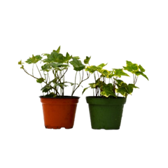 2 English Ivy Variety Pack live houseplant