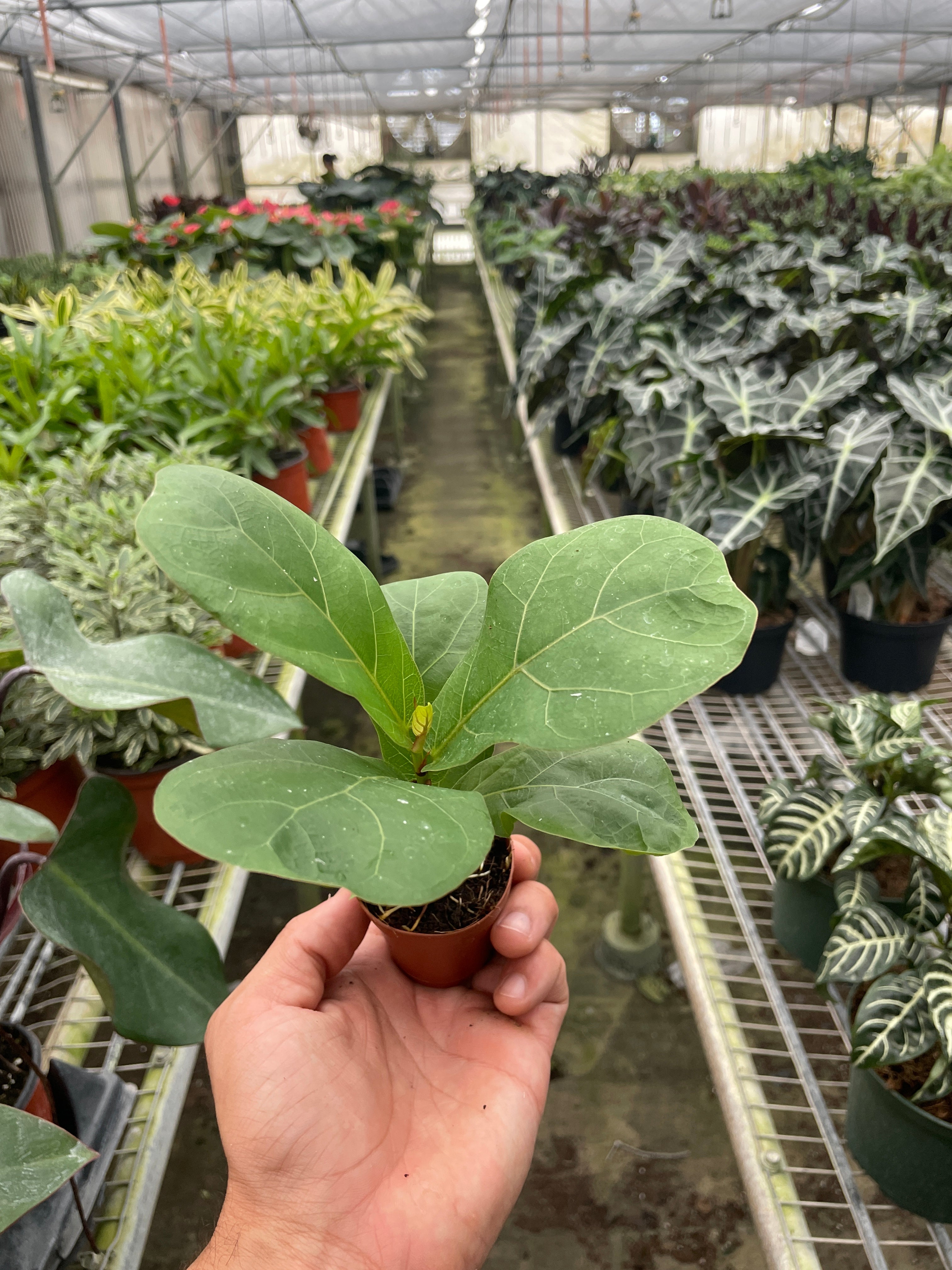 Ficus Lyrata 'Fiddle Leaf Fig' - photo 7