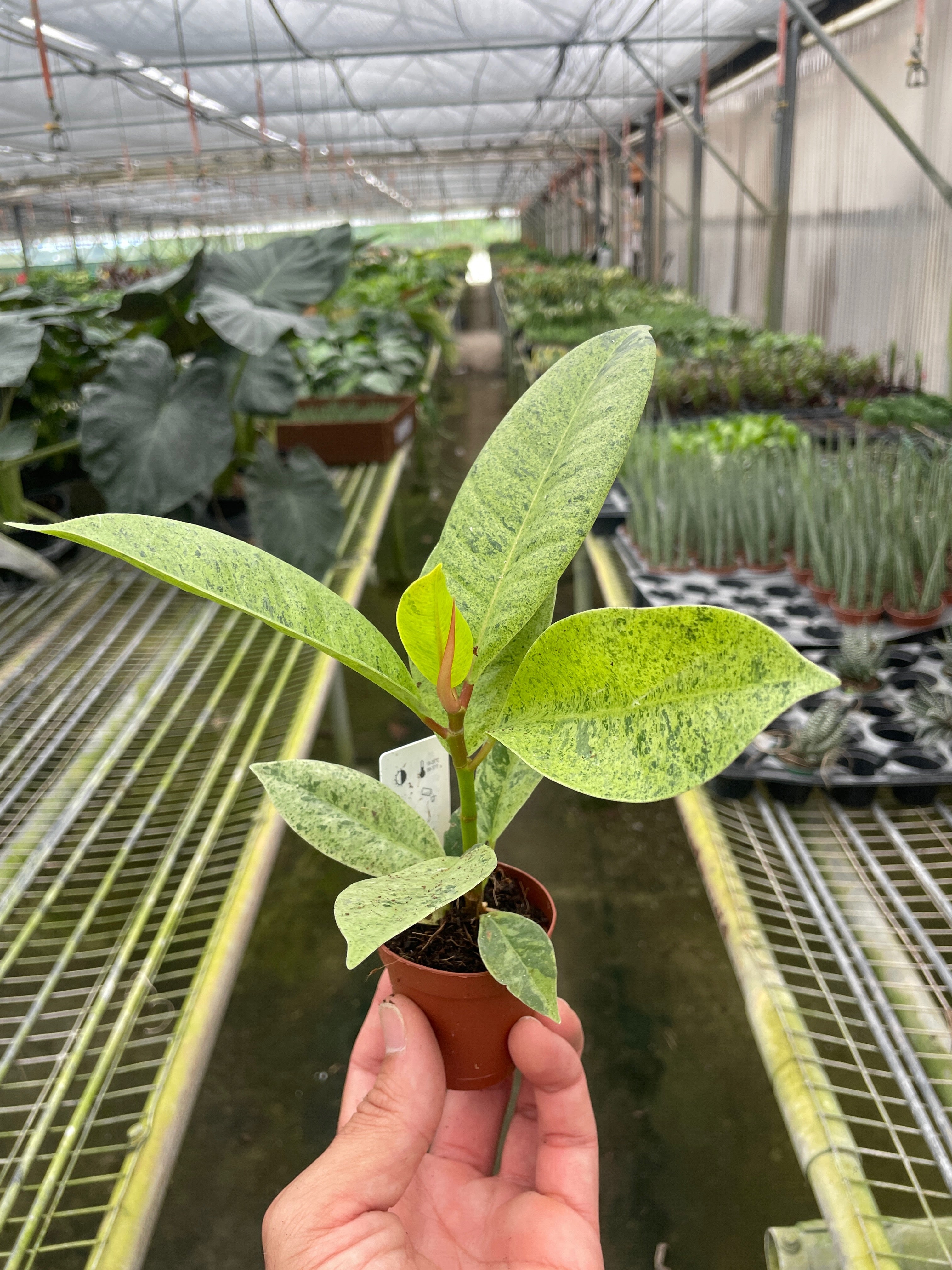 Ficus 'shivereana' (Moonshine) - photo 6