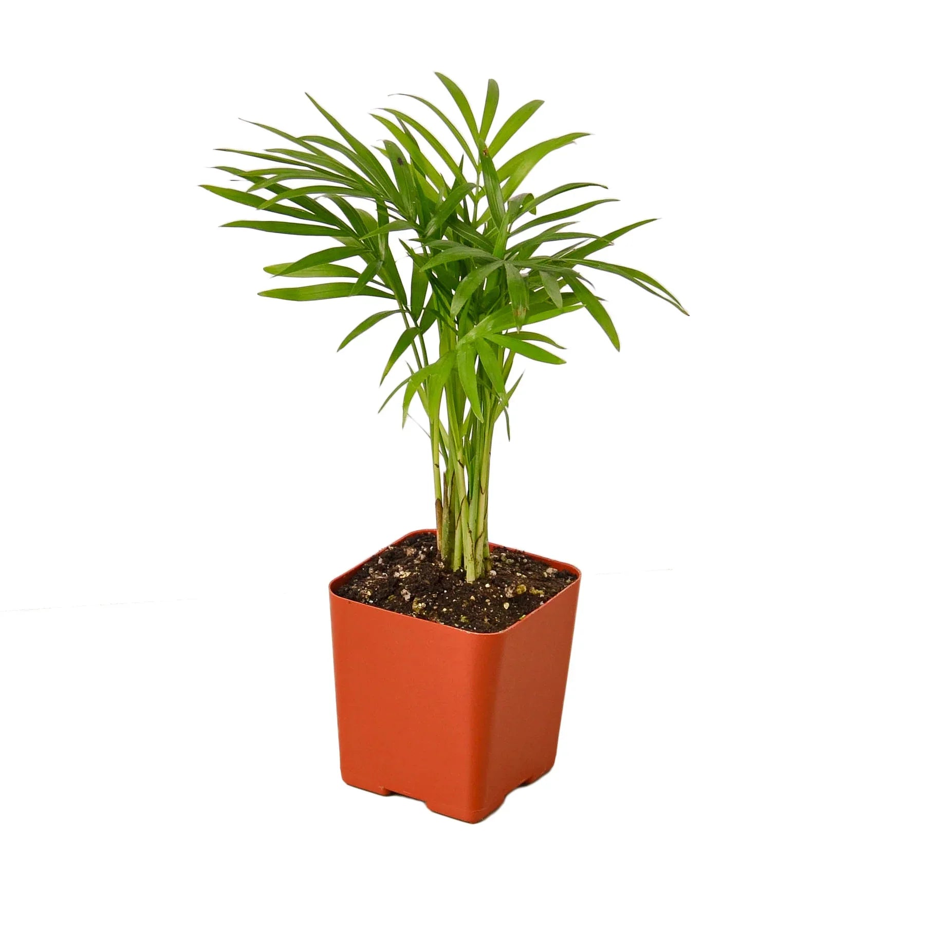 Parlor Palm - photo 3