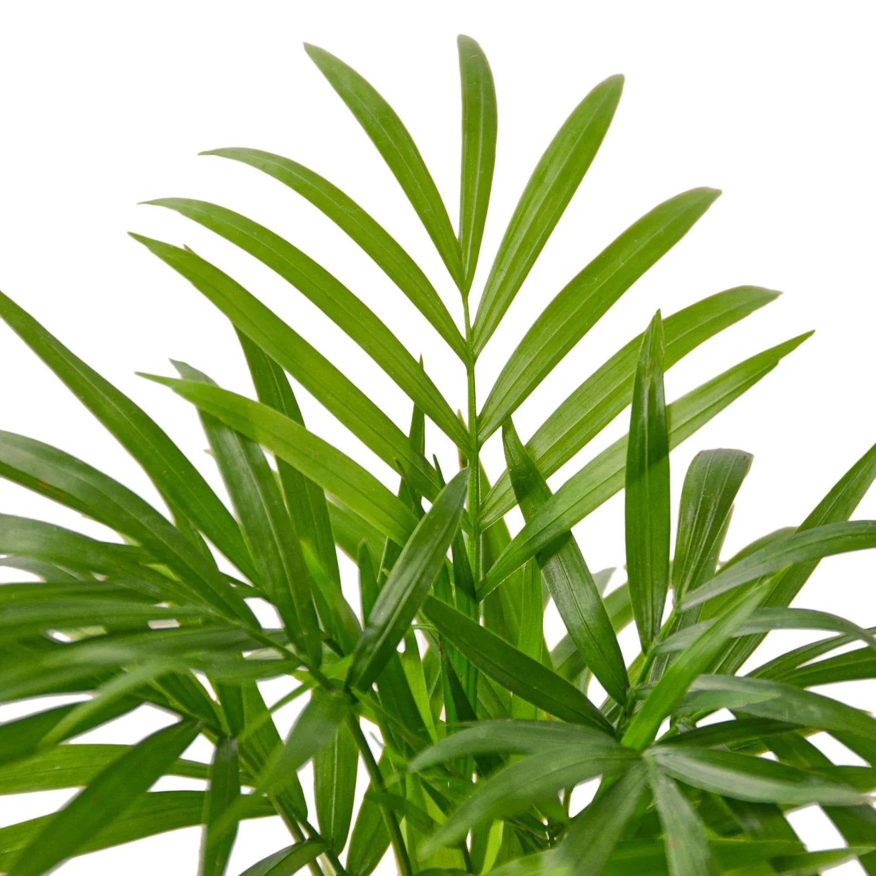 Parlor Palm - photo 7