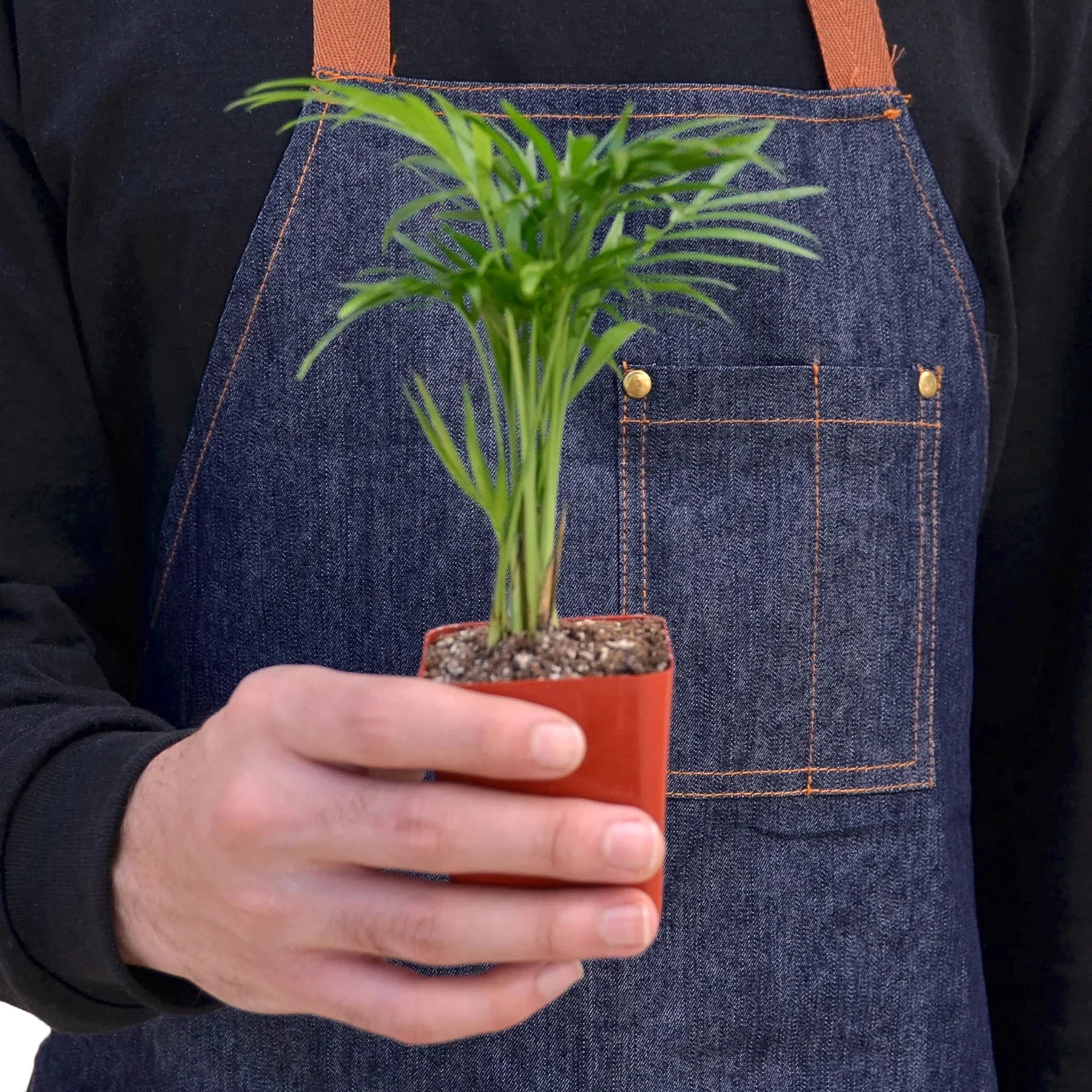 Parlor Palm - photo 5