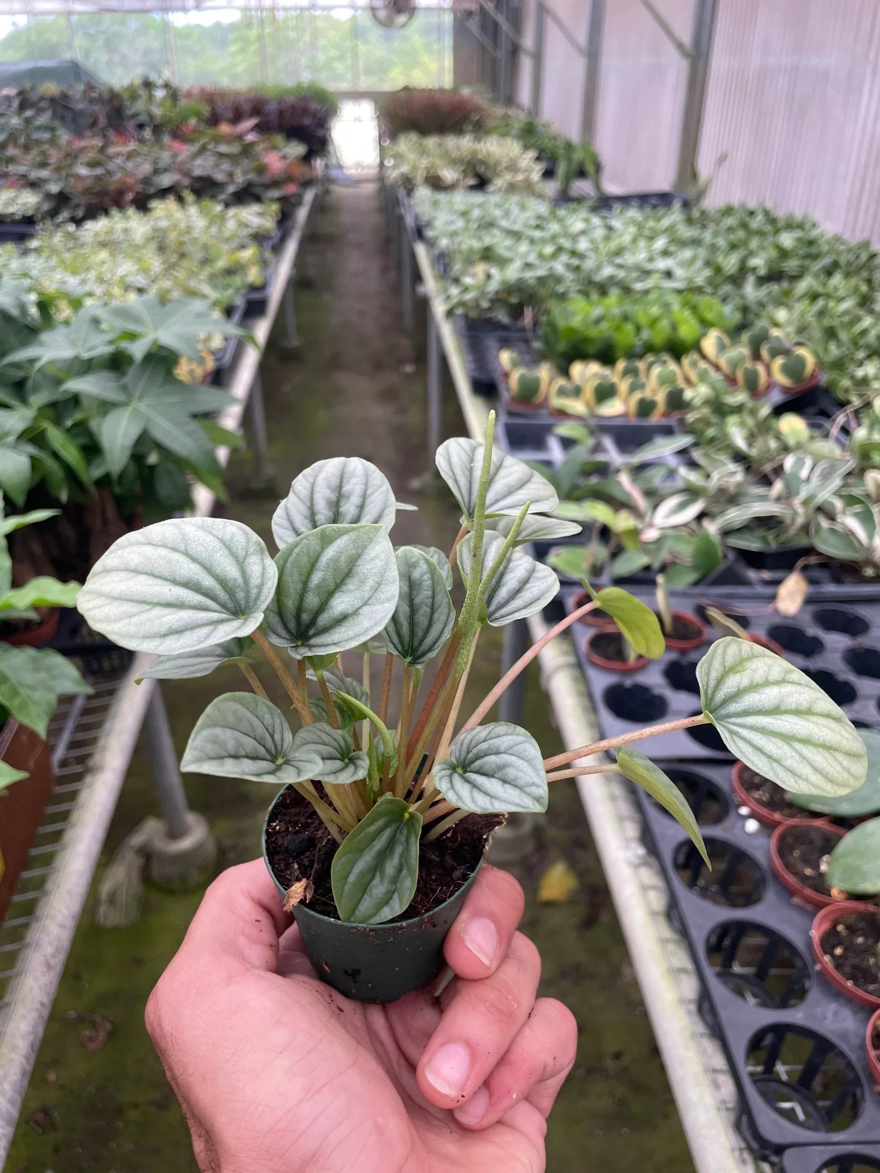 Peperomia 'Frost' - photo 6