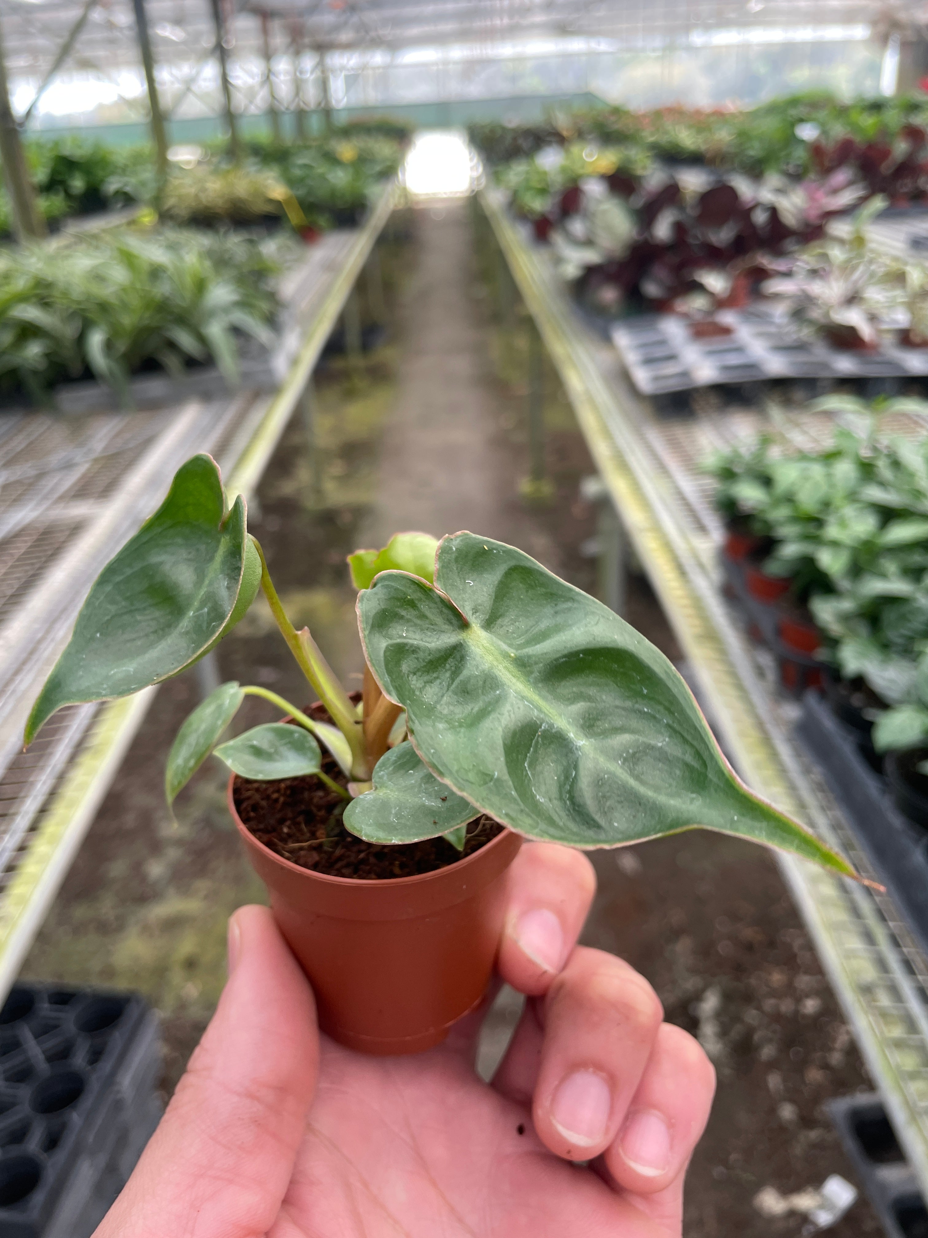 Philodendron 'Billietiae' - photo 2
