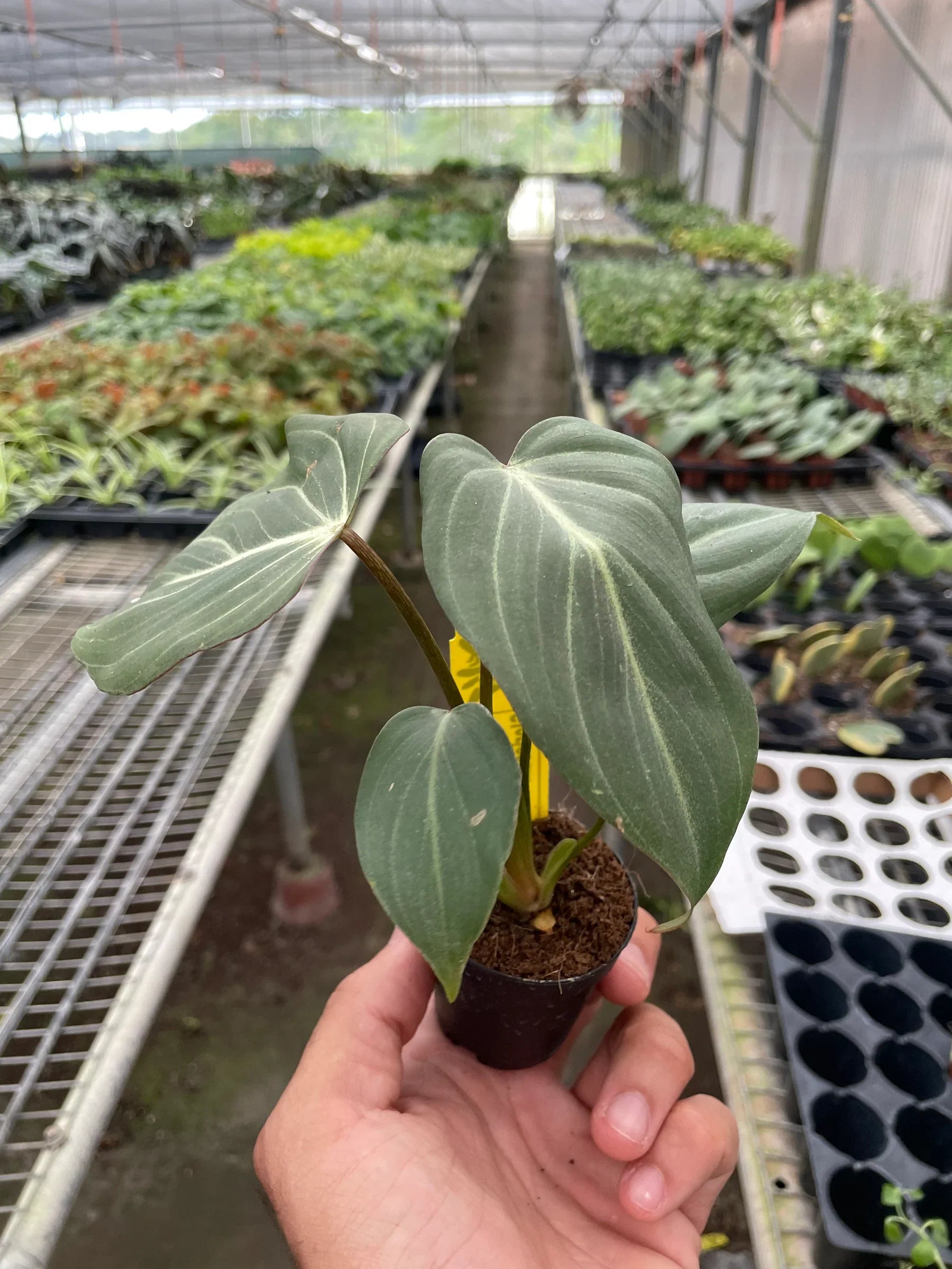 Philodendron Gloriosum - photo 4