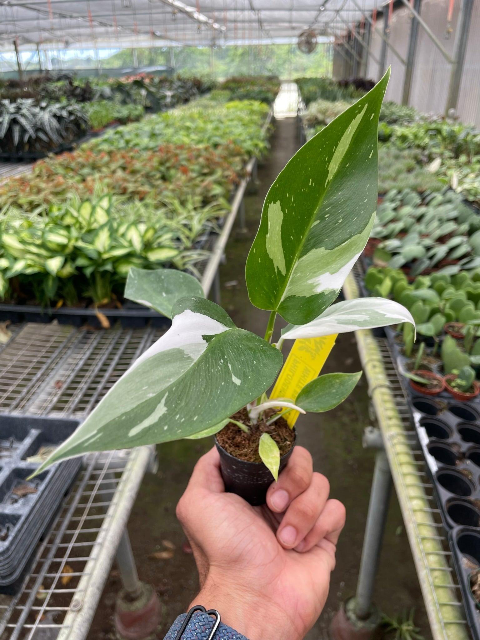 Philodendron 'White Princess' - photo 5