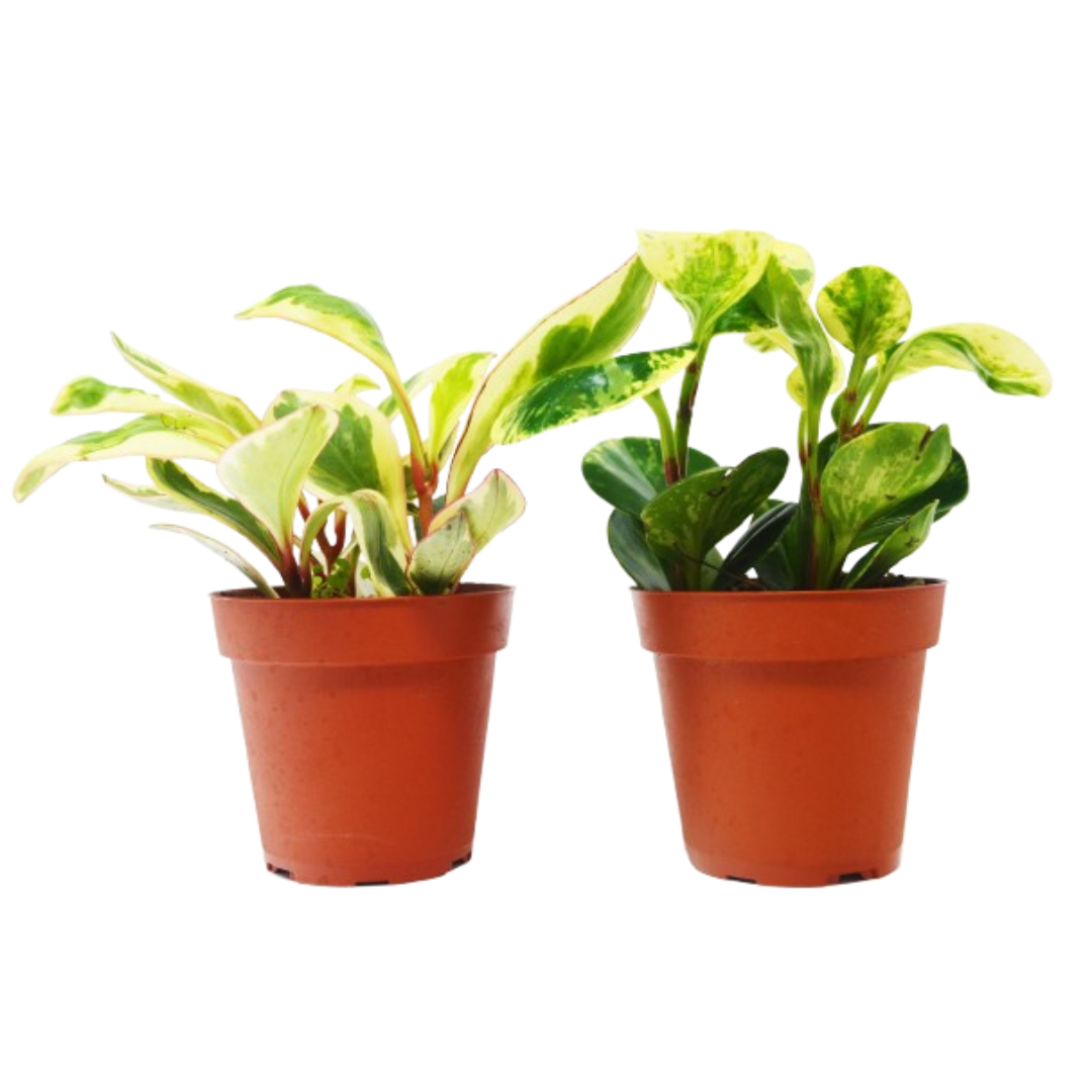 2 Peperomia Plants Variety Pack in 4" Pots - Baby Rubber Plants live houseplant