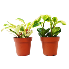 2 Peperomia Plants Variety Pack in 4" Pots - Baby Rubber Plants live houseplant