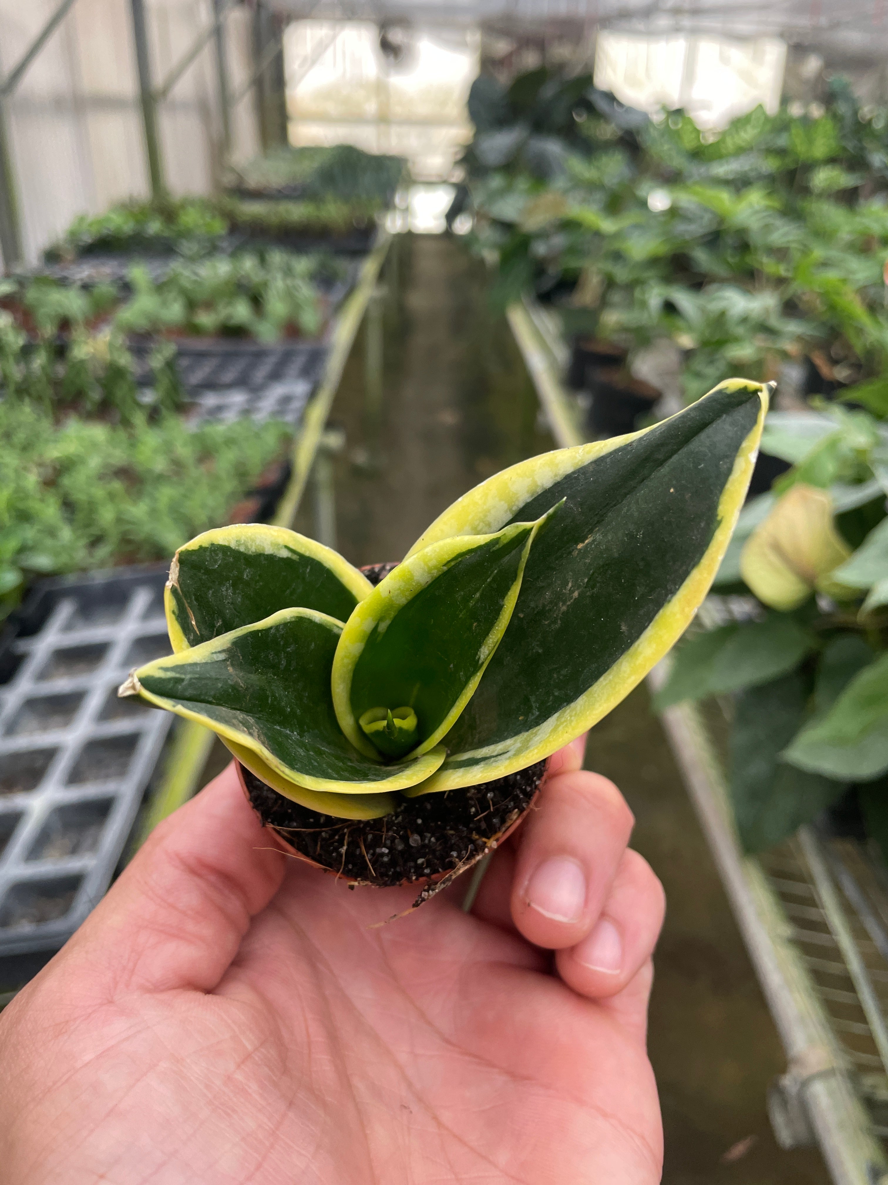 Snake Plant Black Gold - photo 6