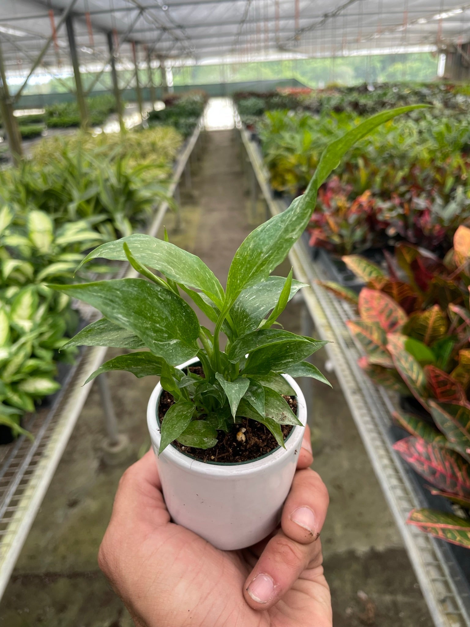 Variegated Spathiphyllum 'Domino' - photo 4