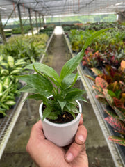 Variegated Spathiphyllum 'Domino' - photo 4