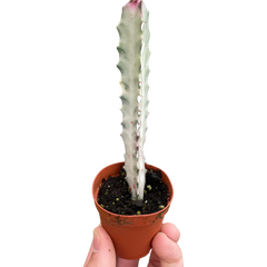 Succulent Euphorbia 'Dragon Bone' - photo 3