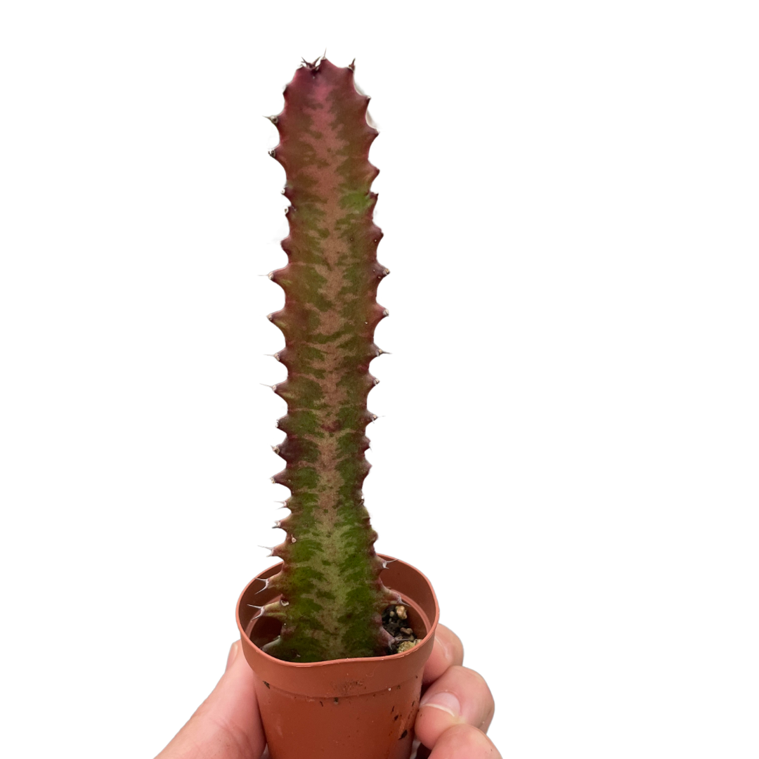 Succulent Euphorbia 'Trigona Rubra' live houseplant