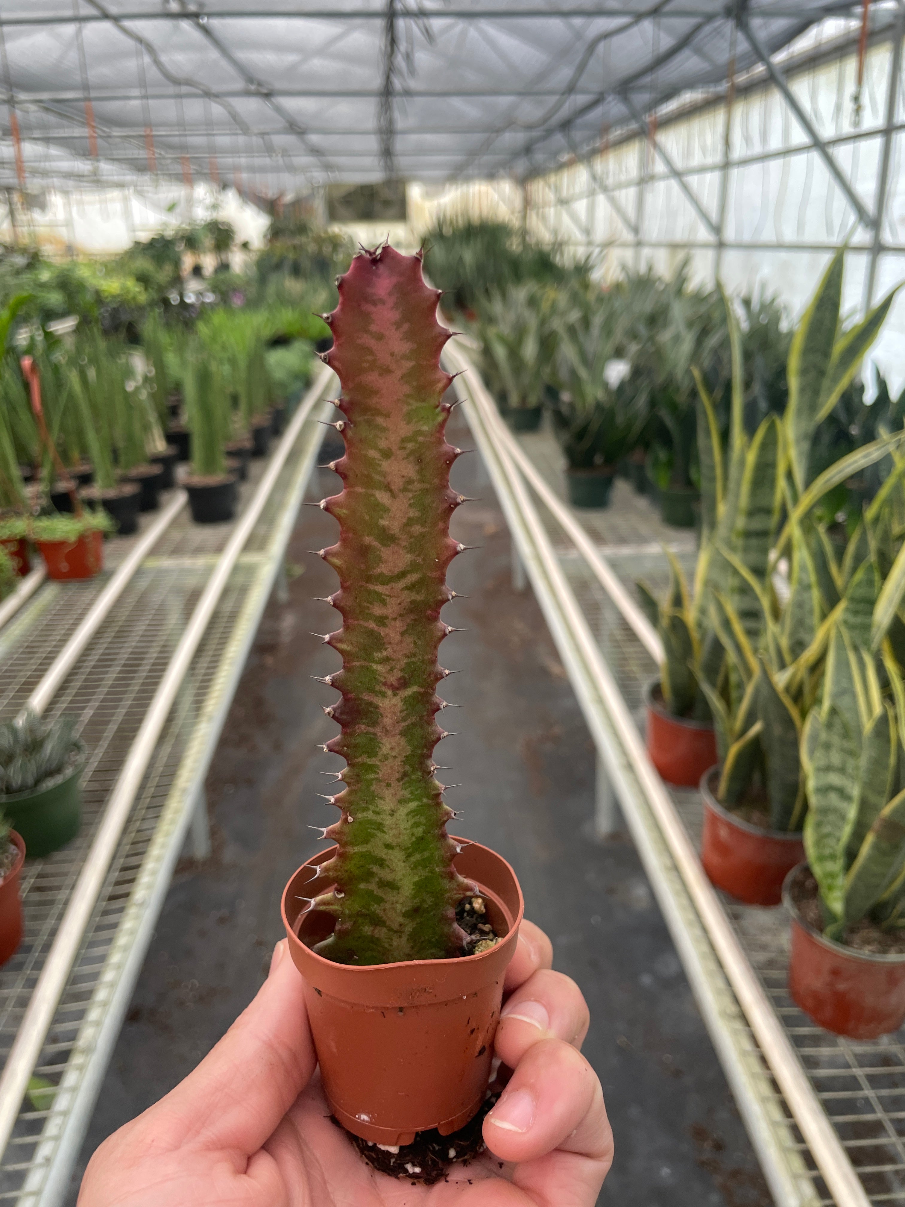 Succulent Euphorbia 'Trigona Rubra' - photo 2