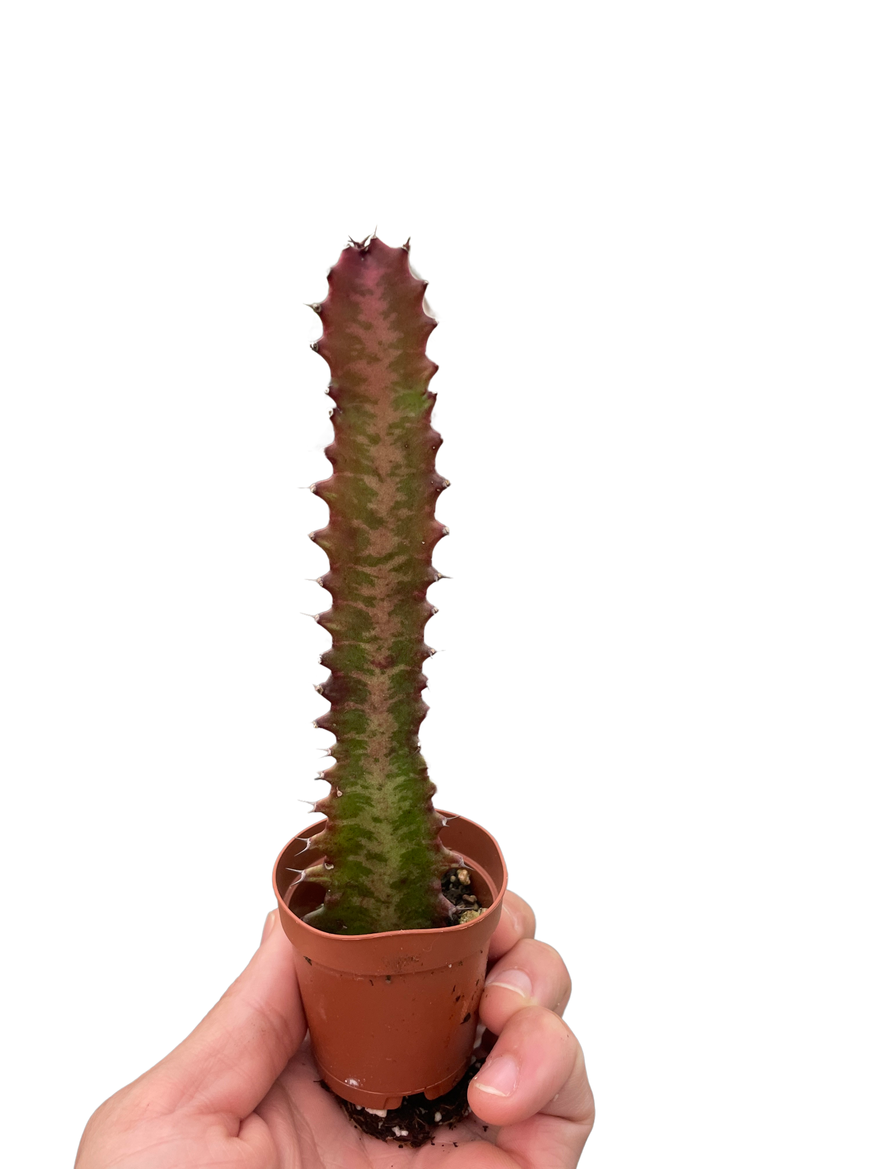 Succulent Euphorbia 'Trigona Rubra' - photo 5