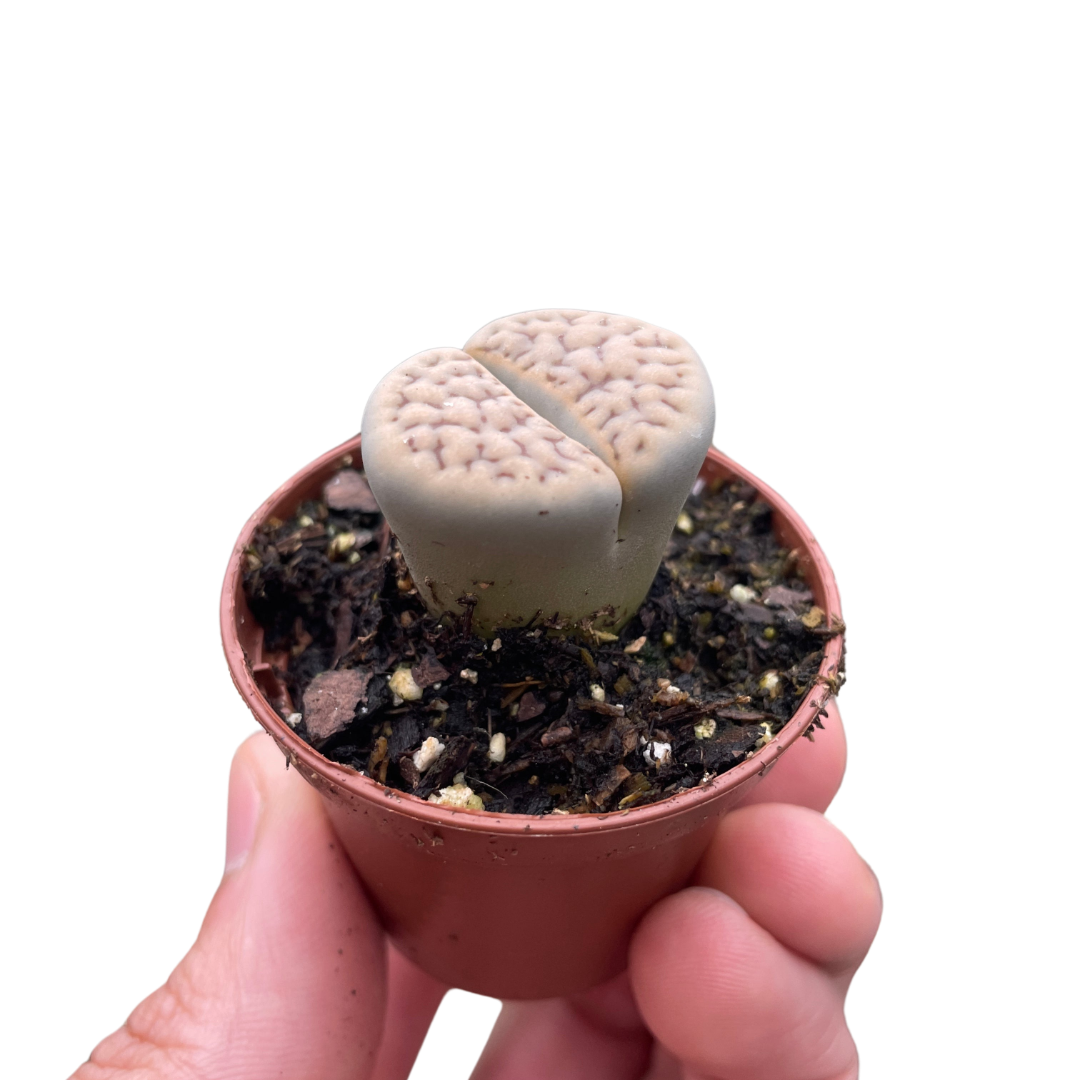 Lithop Living Stone live houseplant