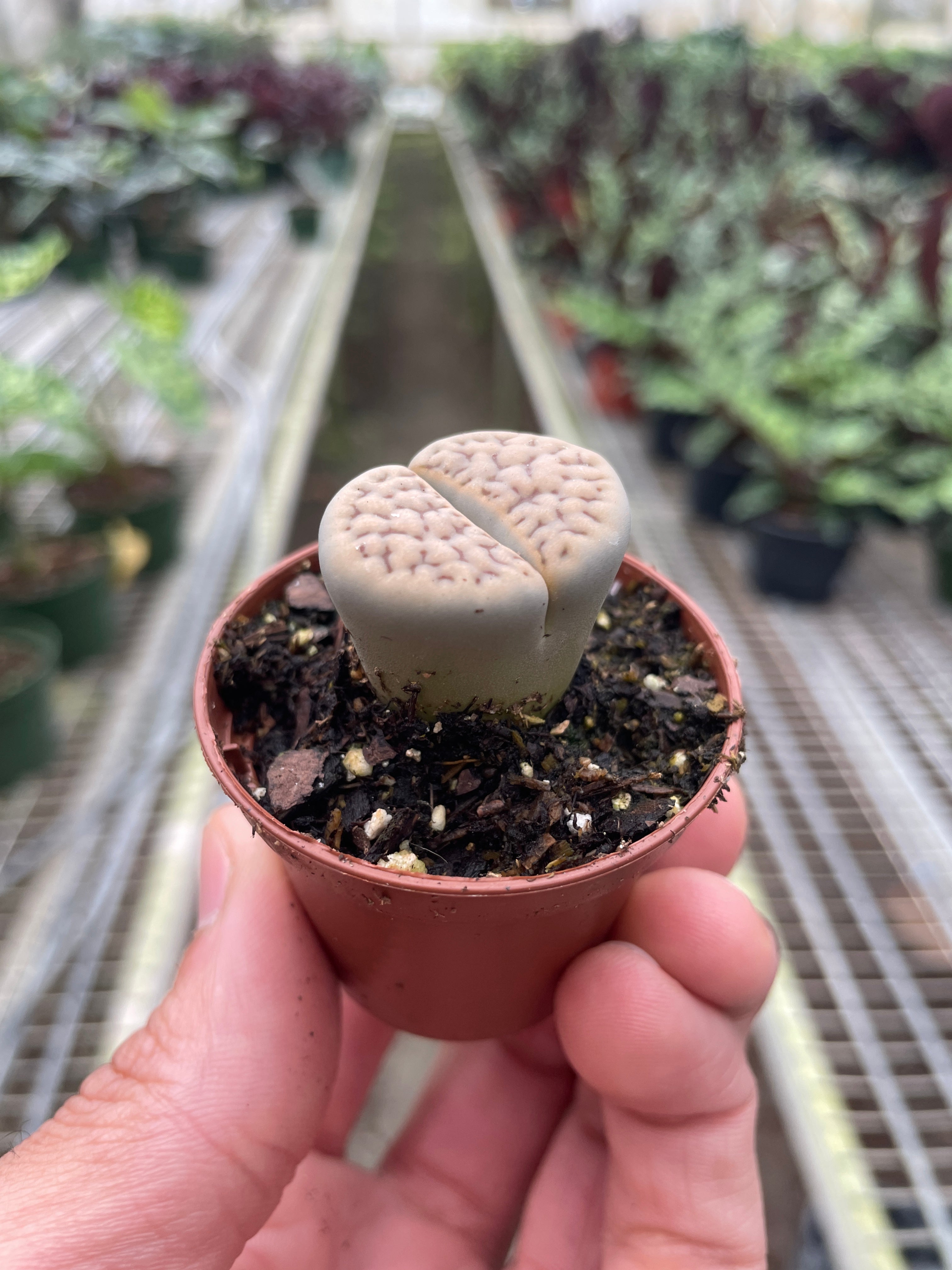 Lithop Living Stone - photo 2