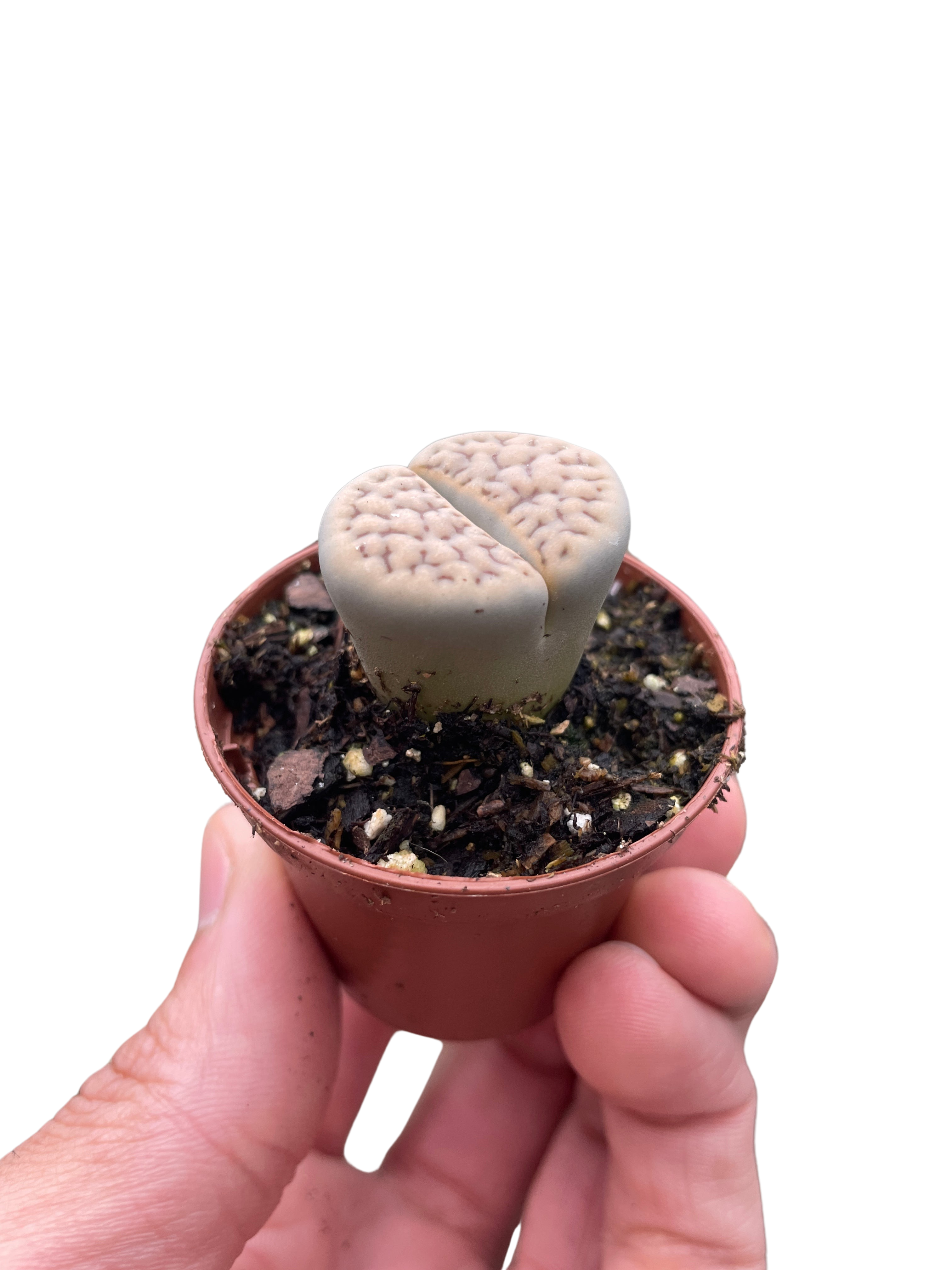Lithop Living Stone - photo 3