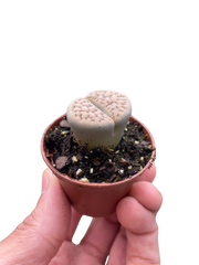 Lithop Living Stone - photo 3