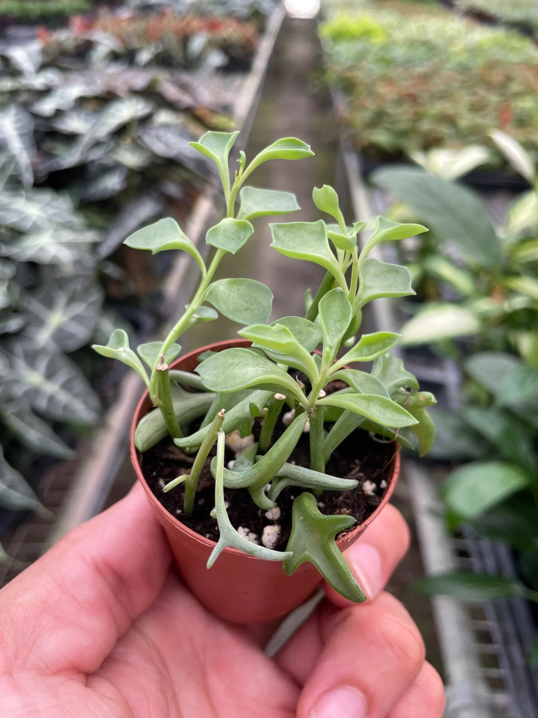 Succulent 'String of Dolphins' - photo 7