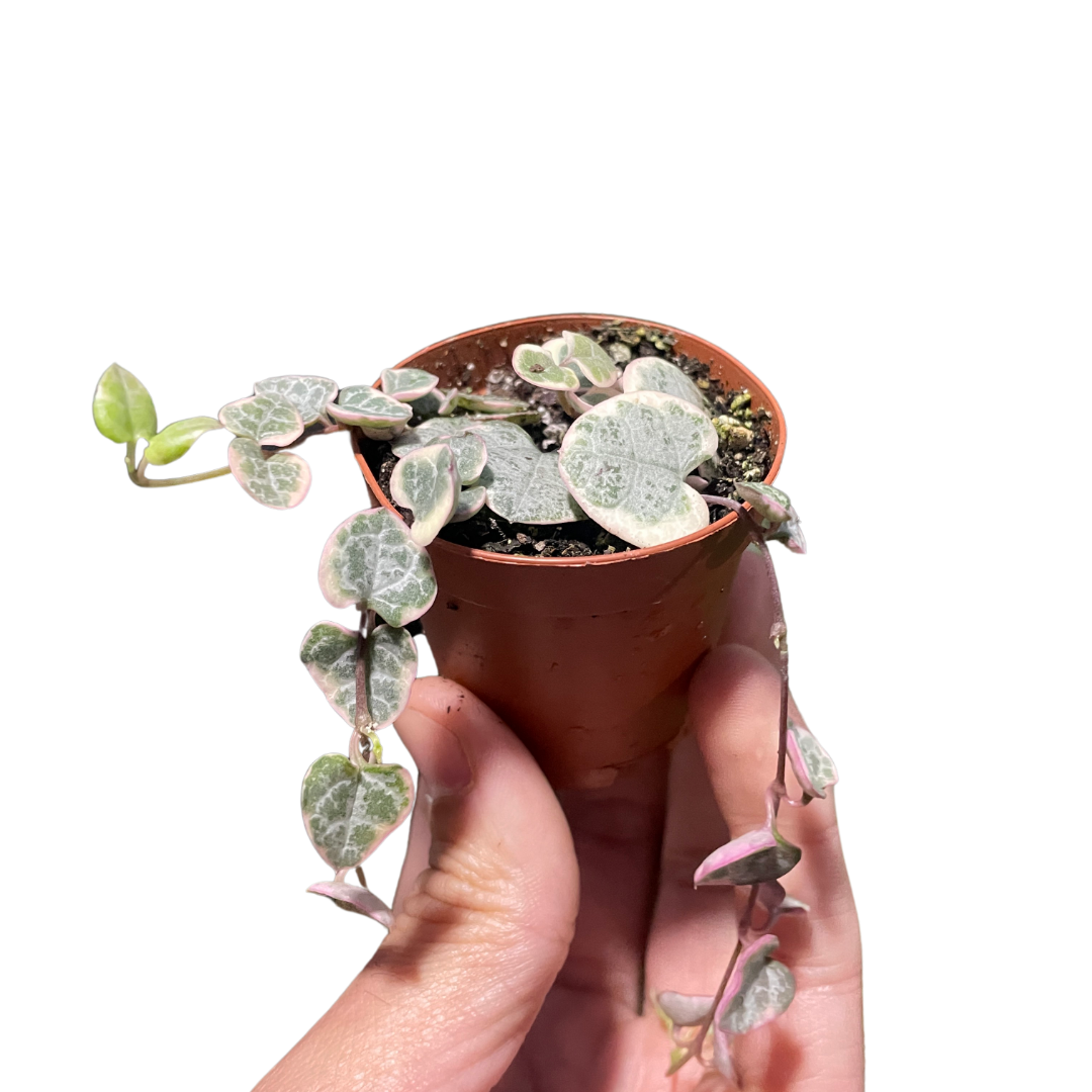 String of Hearts Variegated live houseplant