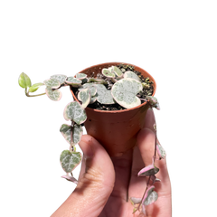 String of Hearts Variegated live houseplant