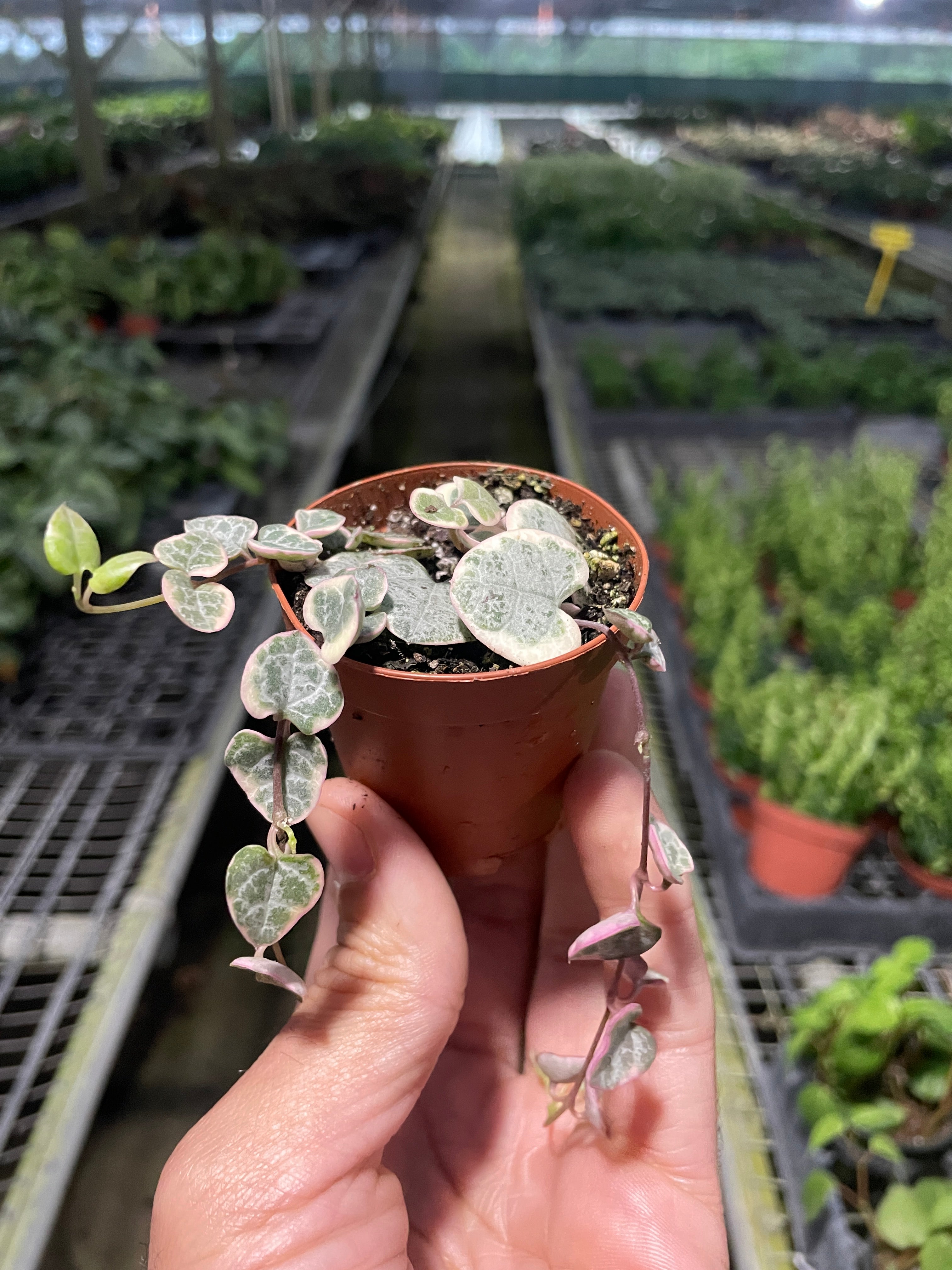 String of Hearts Variegated - photo 4