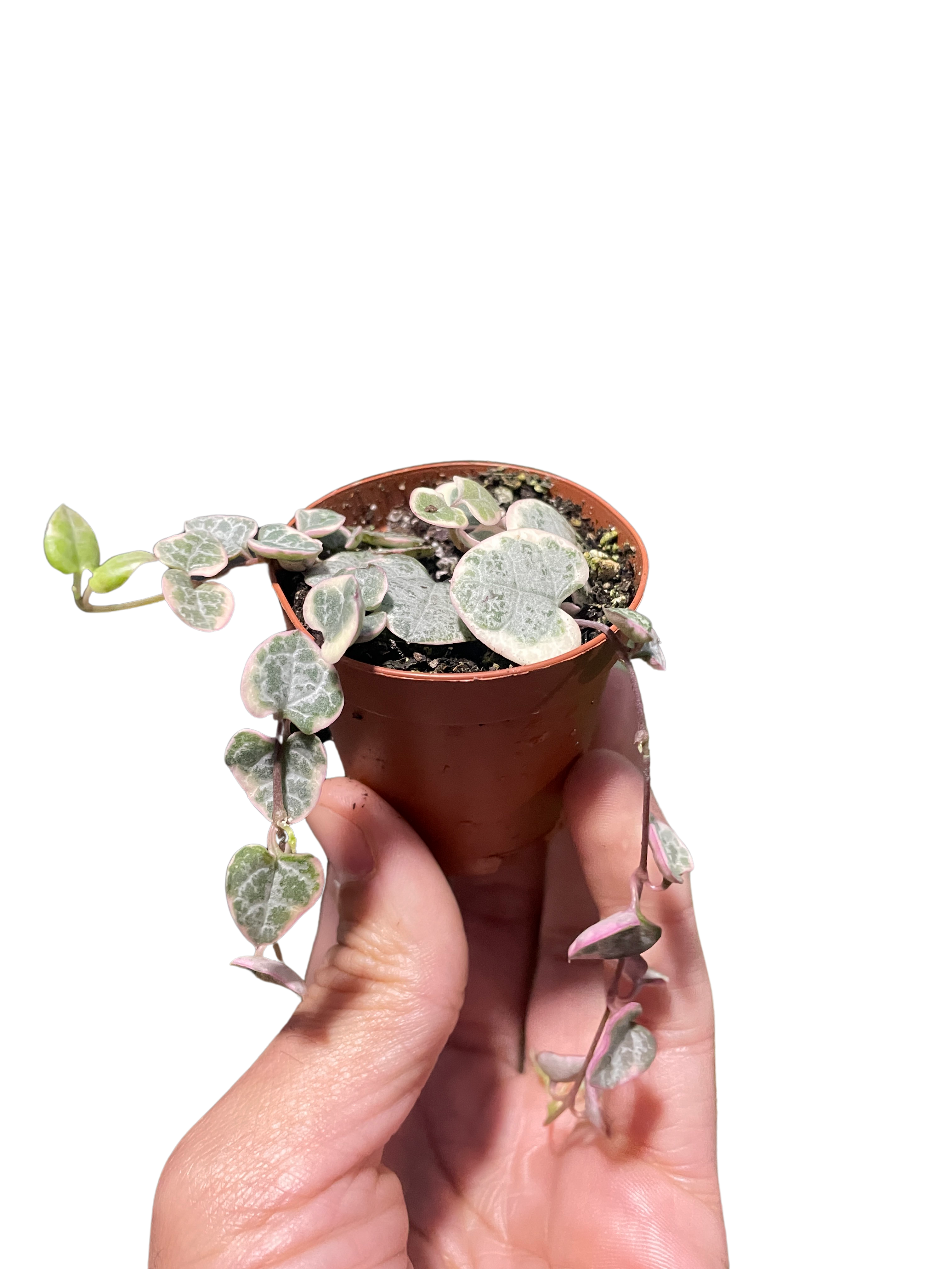 String of Hearts Variegated - photo 5