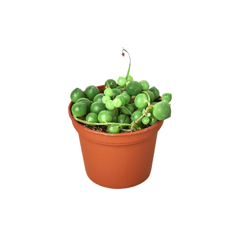 Succulent 'String of Pearls' - photo 4