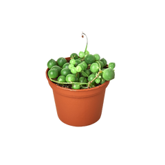 Succulent 'String of Pearls' - photo 4