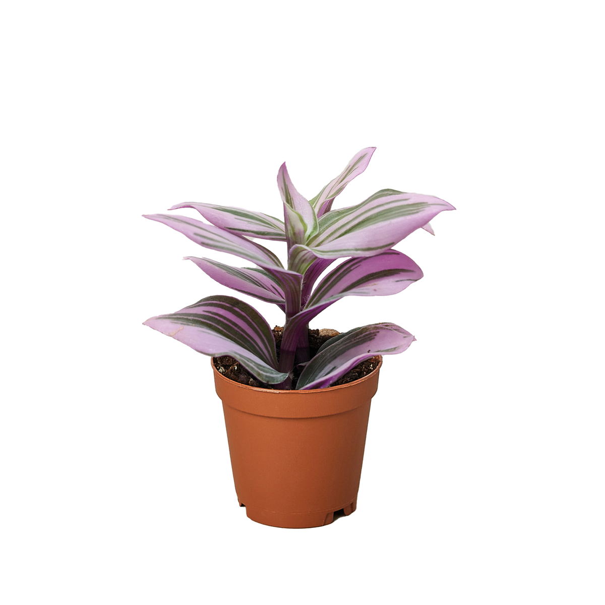 Tradescantia 'Nanouk' live houseplant