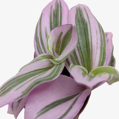 Tradescantia 'Nanouk' - photo 2
