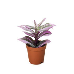 Tradescantia 'Nanouk' live houseplant