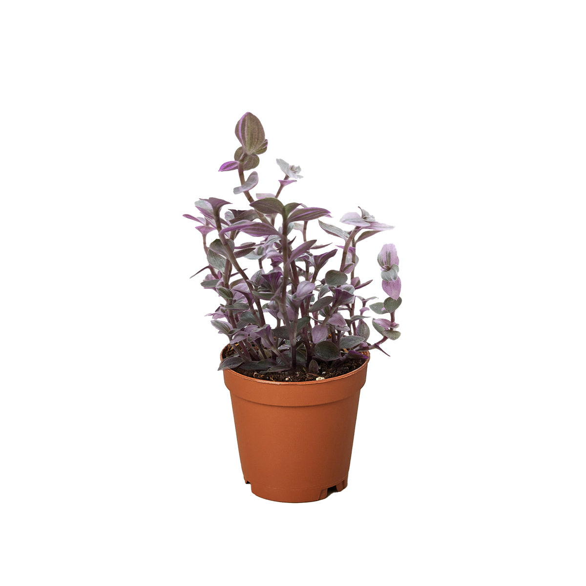 Tradescantia Callisia 'Pink Panther' live houseplant