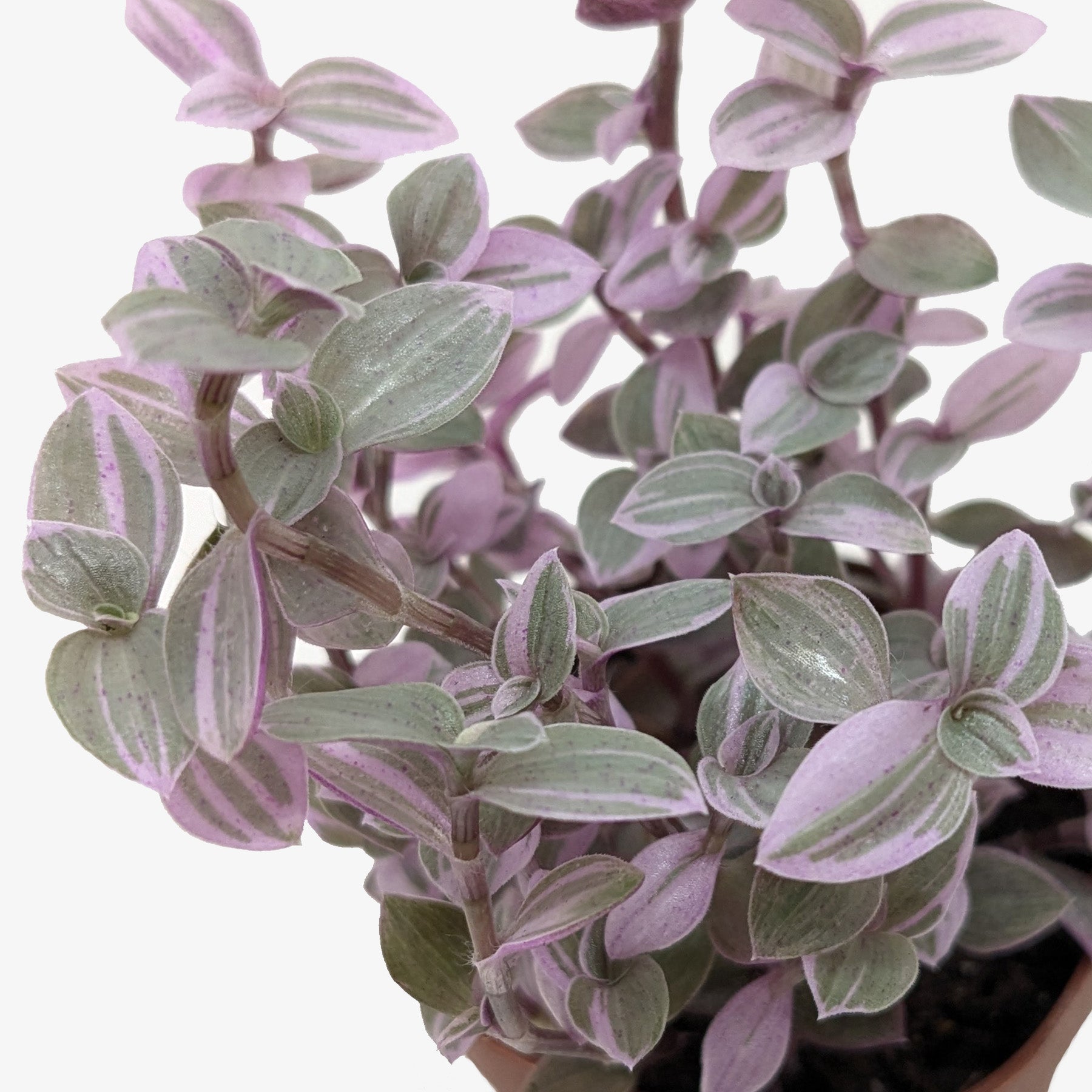 Tradescantia Callisia 'Pink Panther' - photo 2