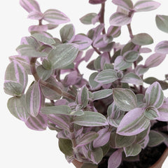 Tradescantia Callisia 'Pink Panther' - photo 2