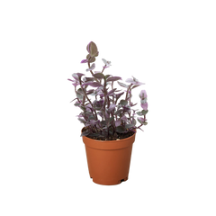 Tradescantia Callisia 'Pink Panther' live houseplant