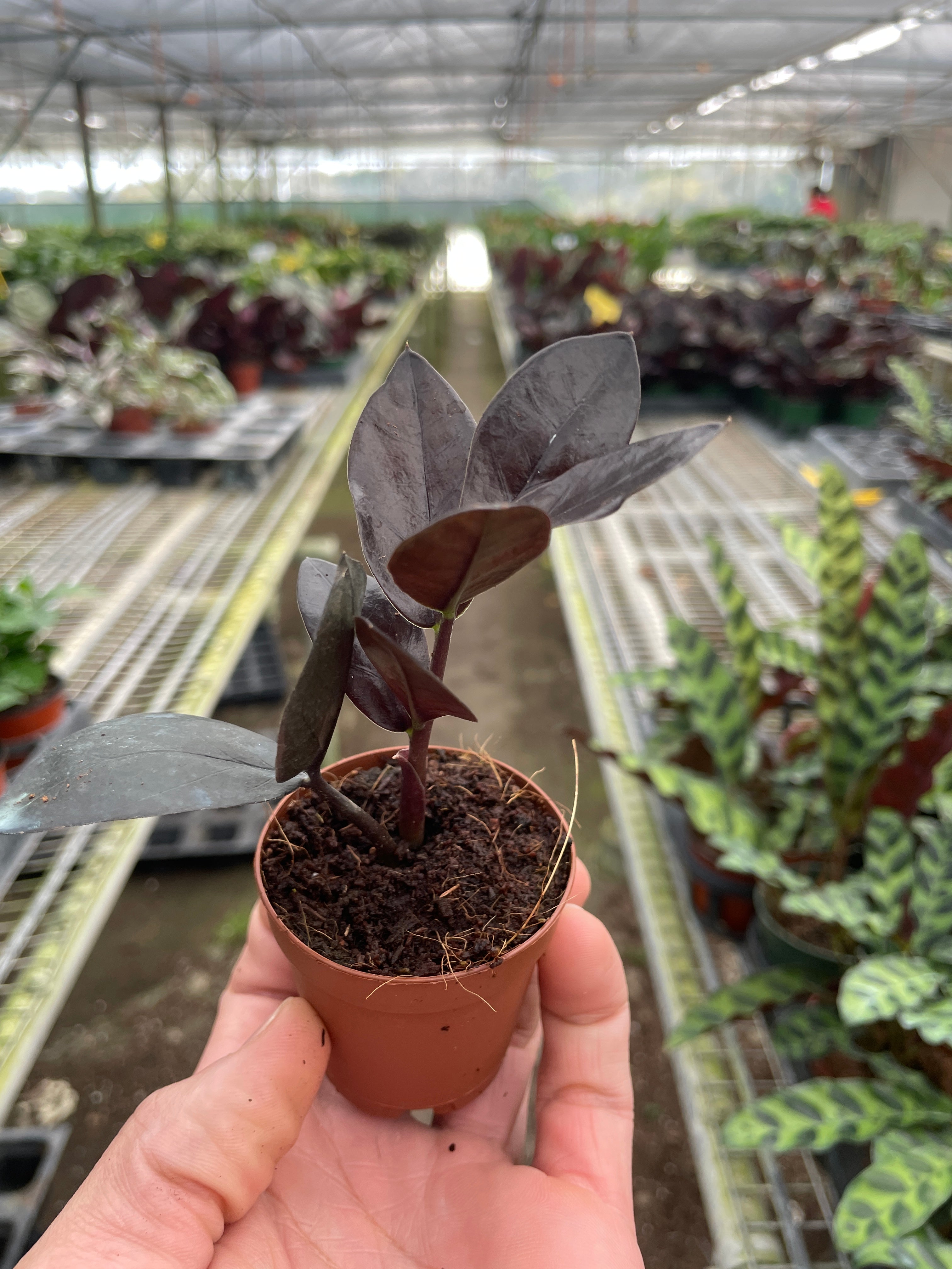 ZZ Zamioculcas 'Black Queen' - photo 5