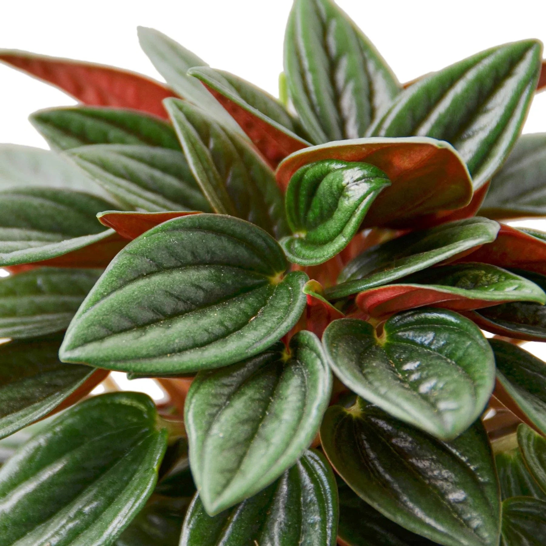 Peperomia Rosso - photo 2