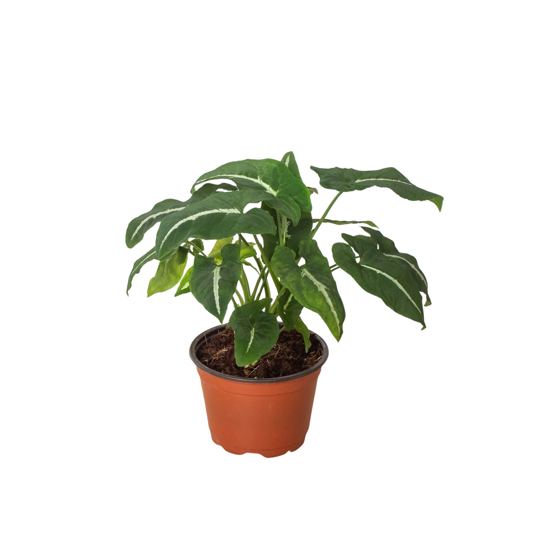 Syngonium wendlanii 'Black Velvet' live houseplant