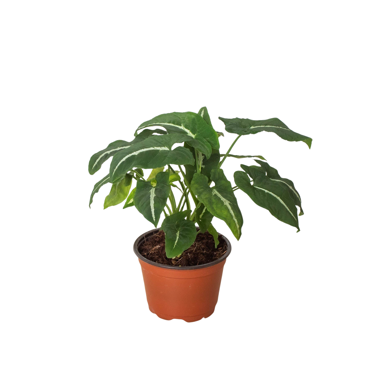 Syngonium wendlanii 'Black Velvet' live houseplant